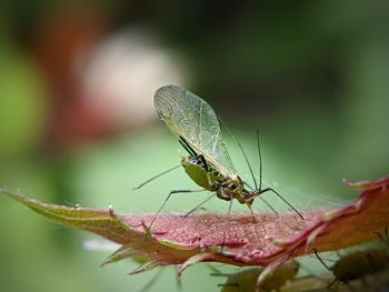 Close-up of insect on plant