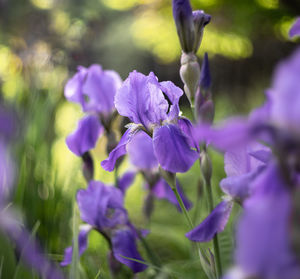 Close-up of purple flowering plants on field