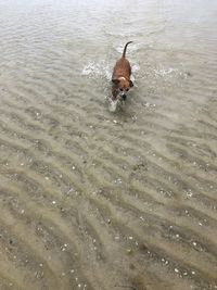 High angle view of dog swimming in water