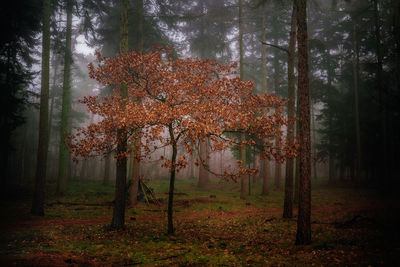 Trees in forest during autumn