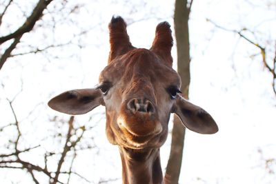 Low angle view of a horse