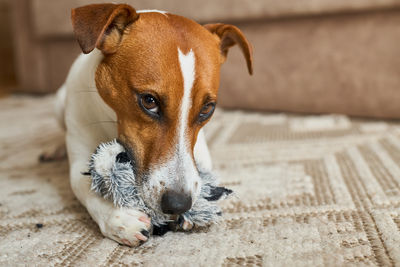 Close-up of dog