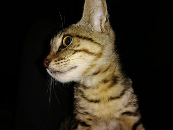 Close-up portrait of cat against black background