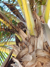 Close-up of tree trunk