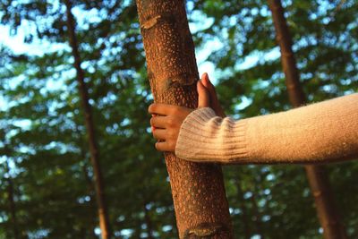 Cropped hands of woman holding tree