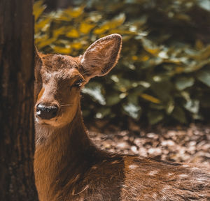 Close-up of deer on field