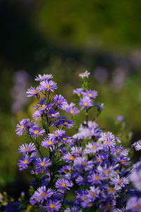 Close-up of purple flowering plants on field