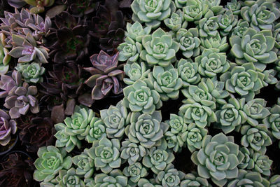 Echeveria succulents variety of beautiful colors in garden