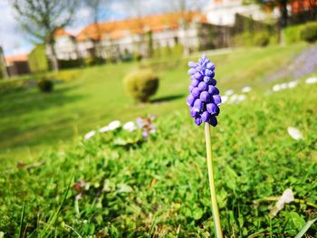 Close-up of purple flowering plant on field