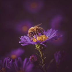 Close-up of bee pollinating on purple flower