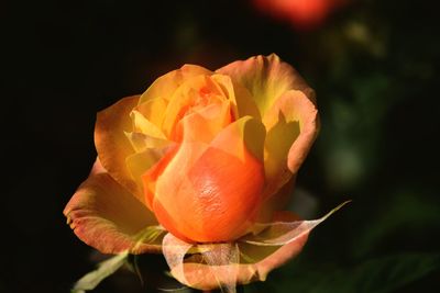 Close-up of orange rose