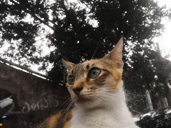 Close-up of a cat looking away