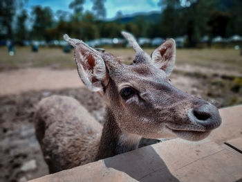 Close-up portrait of deer