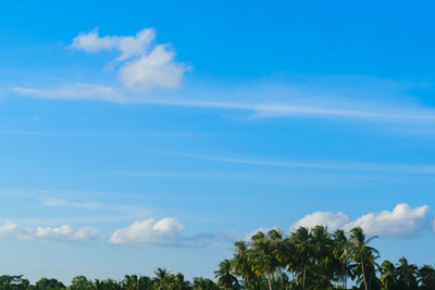 Low angle view of palm trees against blue sky