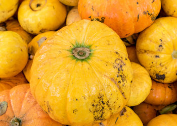 Bright picture with yellow and orange pumpkins, pumpkin stack on wooden boards, pumpkin close-up