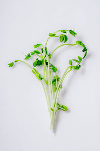 Directly above shot of plant against white background