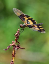 Close-up of butterfly pollinating on flower