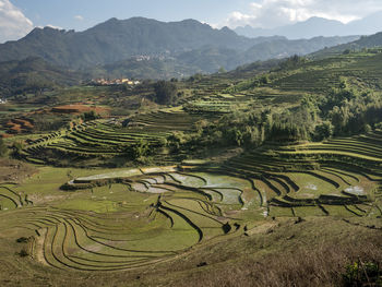 Scenic view of rice field against sky