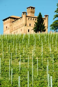 Plants growing on field against sky