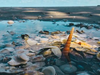 Close-up of crab on beach