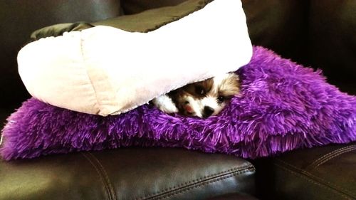 Close-up of dog on purple wall