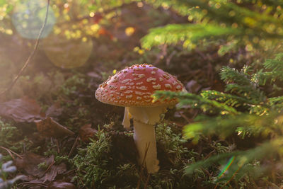 Fly agaric kingdom in the wilds taiga forest, beauty in nature