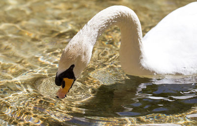 Close-up of swan swimming in lake