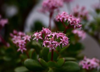 Close-up of pink flowering plant