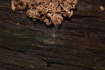 Close-up of fresh wood