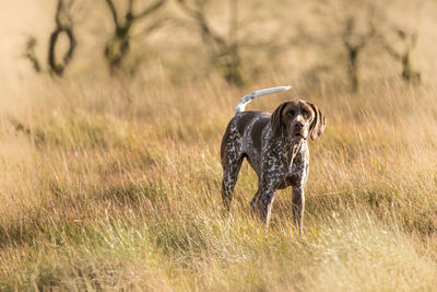 Dog running in field