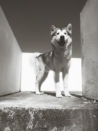 Portrait of dog standing against wall