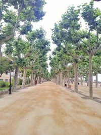 Road amidst trees against sky