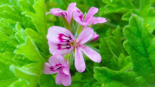 Close-up of pink flowering plant