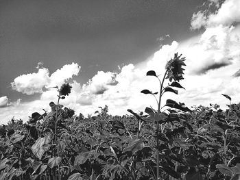 Plants growing on field against sky