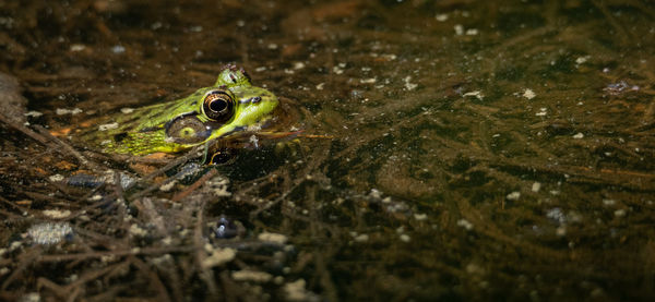 Close-up of frog on lake