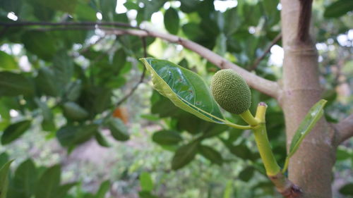 Close-up of fruit growing on tree