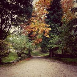 Trees in park