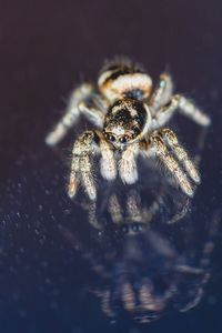 Close-up of spider