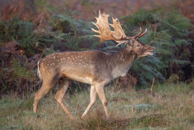 Deer in a field