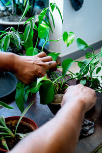 Home gardening with green plants.