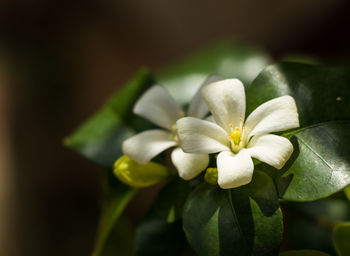 Close-up of white flowering plant