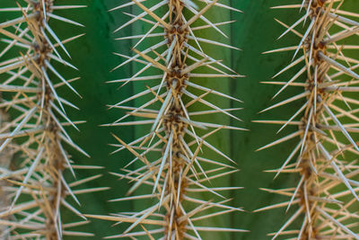 Close-up of cactus