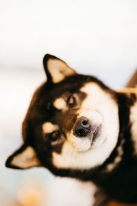 Close-up portrait of dog