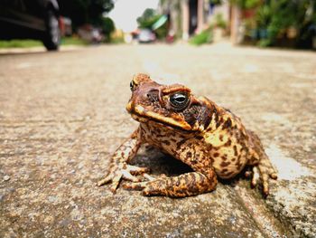 Close-up of lizard