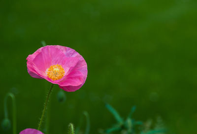 Close-up of pink flowering plant