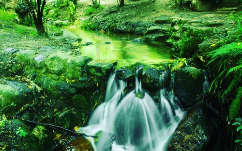 Scenic view of waterfall in forest