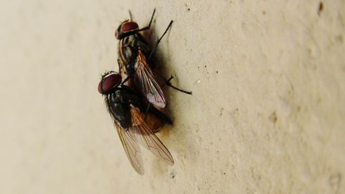 Close-up of insect on wood