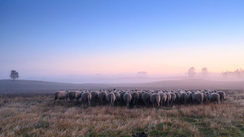 Scenic view of field against clear sky