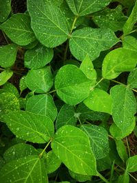 High angle view of raindrops on plant leaves