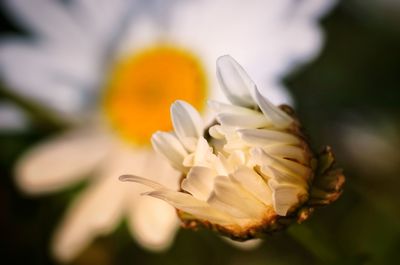 Close-up of white flowering plant